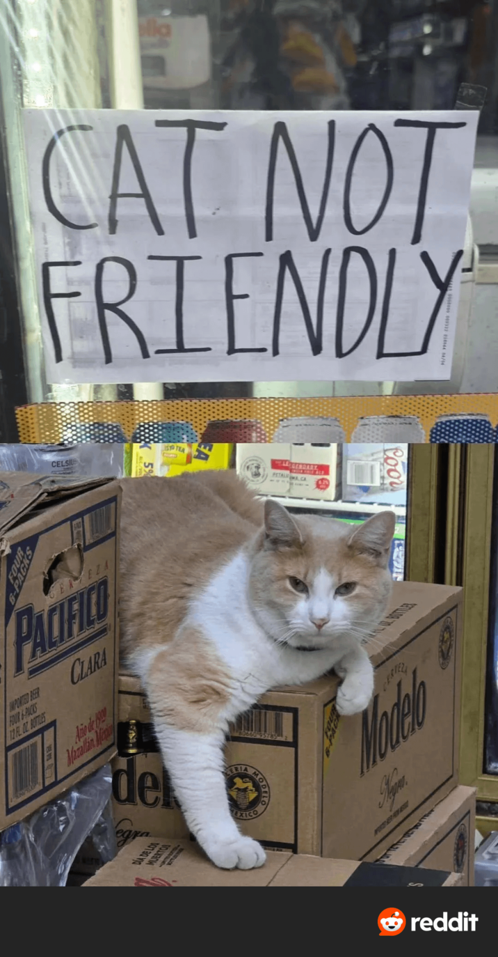 lla CAT NOT FRIENDLY CELSIU LEGENDARY STALCA IMPORTED REER FOUR-PACKS 12 FL OZ BOTTLES PACIFICO CLARA Macallan Mepal 80660 del egra MERIA EXICO MUERTOS DIA DE LOS MODELO Coor WWW.ALL MOTIES Model reddit