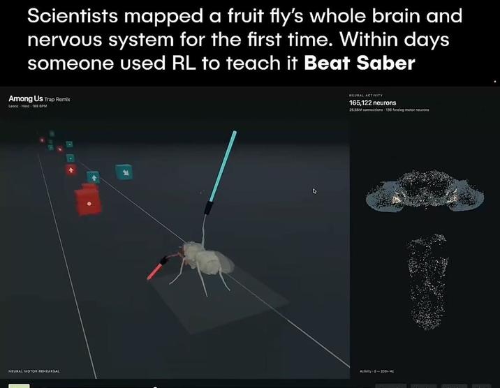 Scientists mapped a fruit fly's whole brain and nervous system for the first time. Within days someone used RL to teach it Beat Saber Among Us Trap Remix Leonz Hard 188 BPM 4 NEURAL ACTIVITY 165,122 neurons 25.56M connections 135 foreleg motor neurons NEURAL MOTOR REHEARSAL Activity 0-200+ Hz