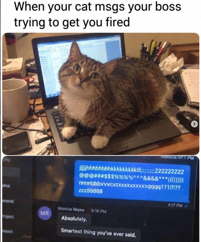 When your cat msgs your boss trying to get you fired Maitoa M7 PM jjjjjhhhhhhhhkkk kkkkkklll :222222222 @@@###$$$%%%%^^^&&&&*** ***((((())) nnnnbbbvvvcxzxx xxxxxxxqqqq111!!!?? zzz88888 eneral Monica Reyes 4:18 PM MR roject Absolutely. gect Smartest thing you've ever said. 4:17 PM✓