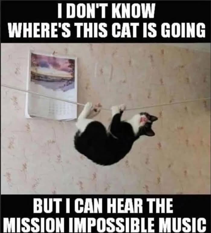 I DON'T KNOW WHERE'S THIS CAT IS GOING BUT I CAN HEAR THE MISSION IMPOSSIBLE MUSIC