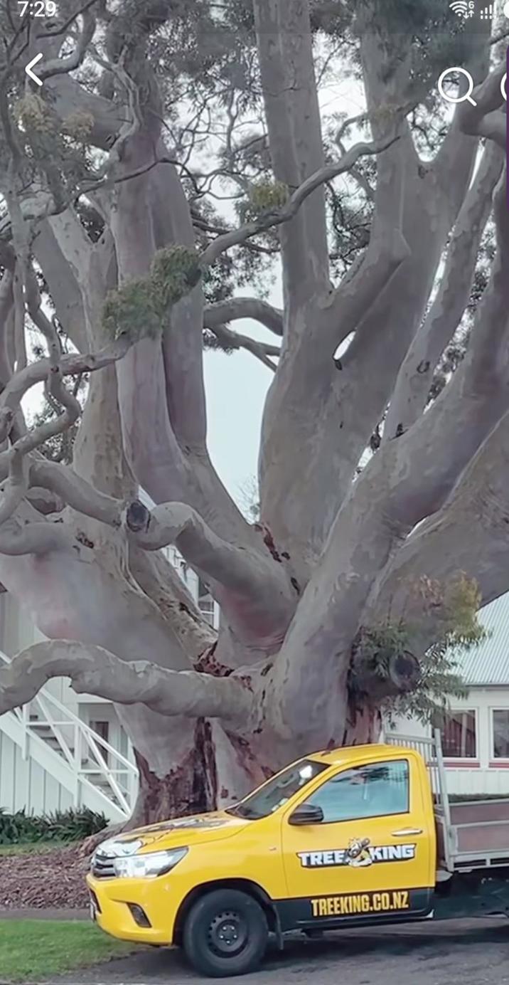 7:29 TREEKING TREEKING.CO.NZ