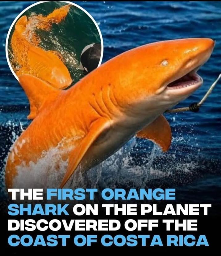 THE FIRST ORANGE SHARK ON THE PLANET DISCOVERED OFF THE COAST OF COSTA RICA