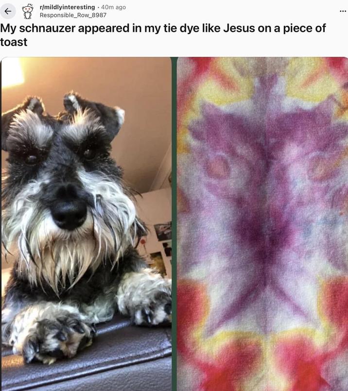 r/mildlyinteresting .40m ago Responsible_Row_8987 My schnauzer appeared in my tie dye like Jesus on a piece of toast
