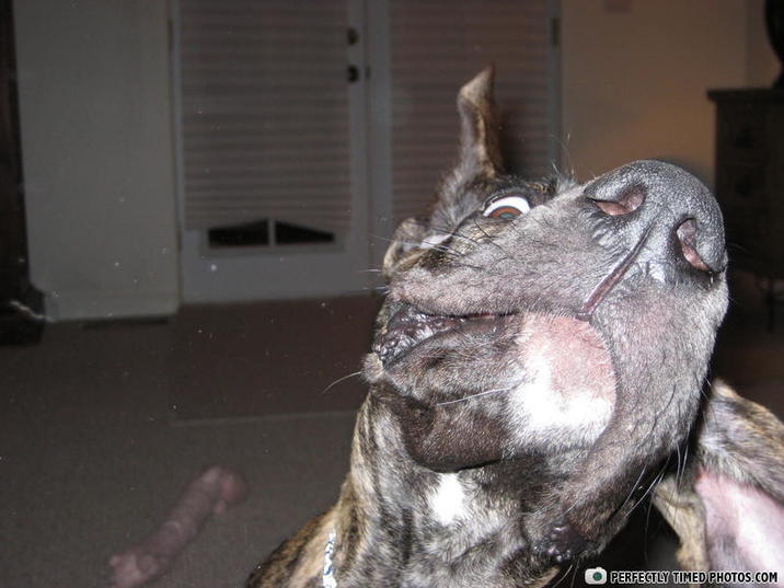 PERFECTLY TIMED PHOTOS.COM
