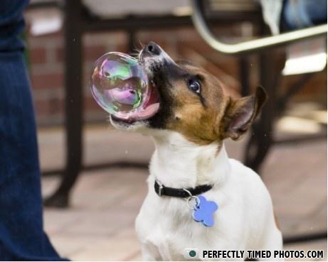 PERFECTLY TIMED PHOTOS.COM