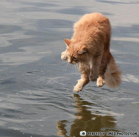PERFECTLY TIMED PHOTOS.COM