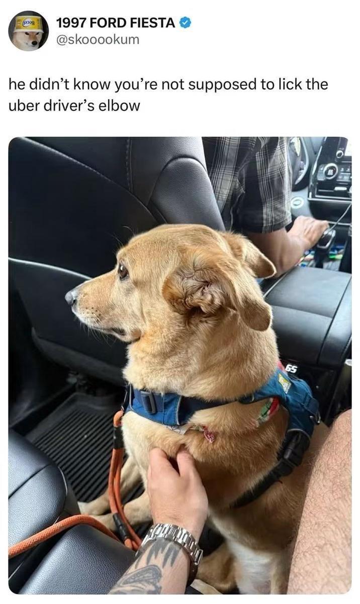 1997 FORD FIESTA @skooookum he didn't know you're not supposed to lick the uber driver's elbow 65