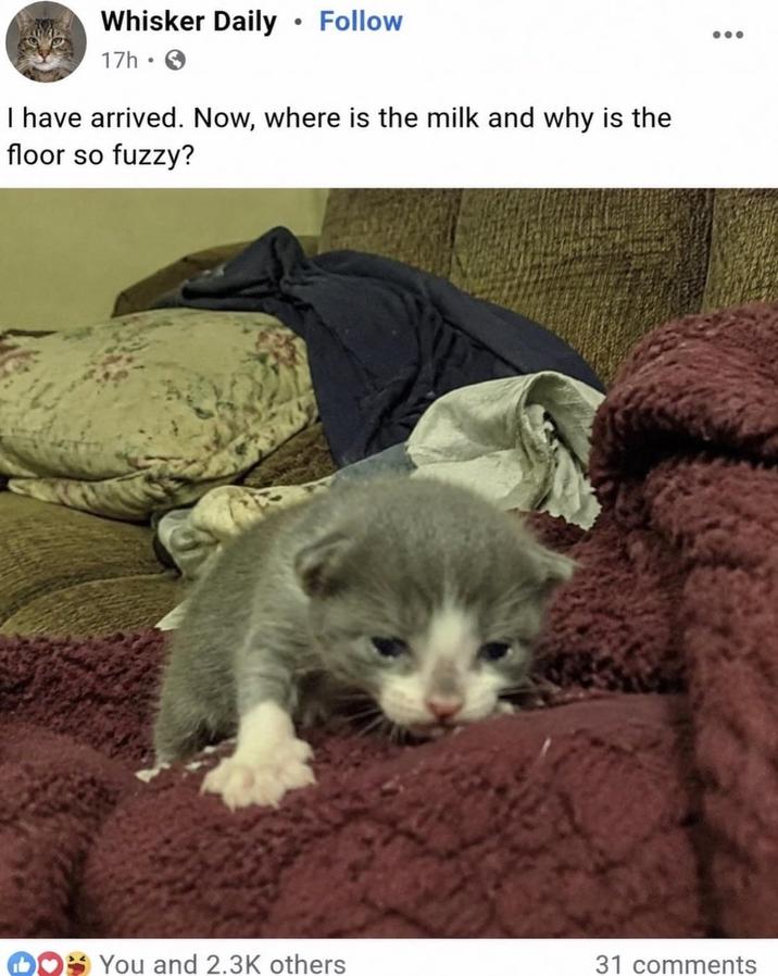 • Whisker Daily ⚫ Follow 17h. I have arrived. Now, where is the milk and why is the floor so fuzzy? You and 2.3K others 31 comments