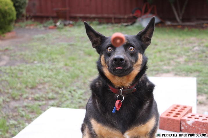 wwwww www PERFECTLY TIMED PHOTOS.COM