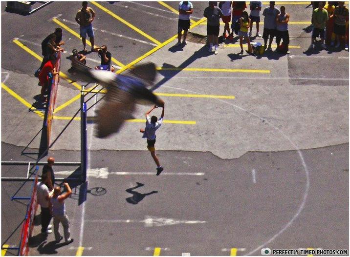 PERFECTLY TIMED PHOTOS.COM