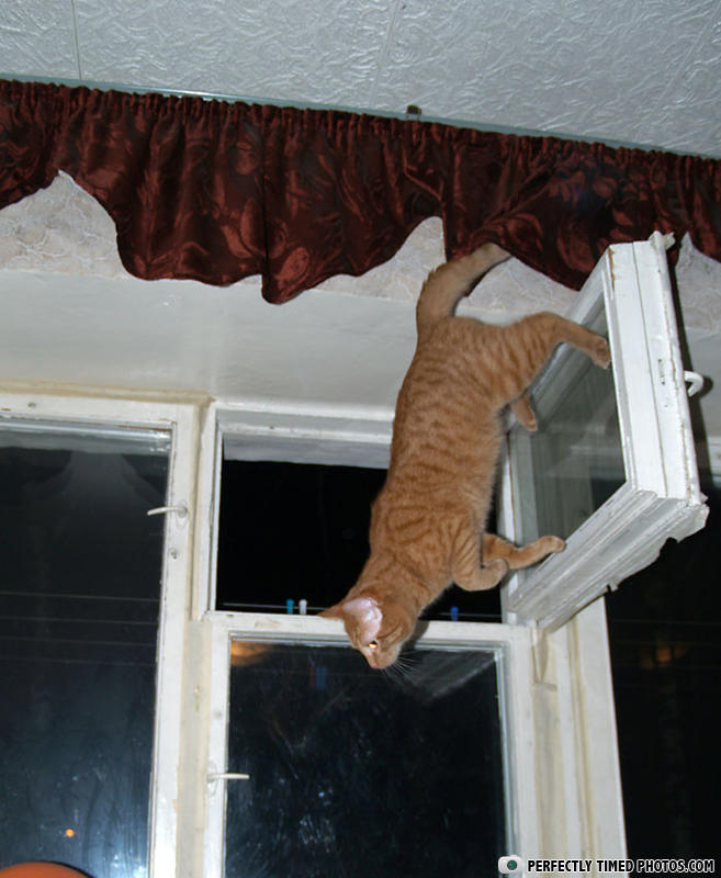 PERFECTLY TIMED PHOTOS.COM