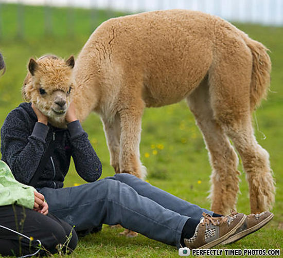 PERFECTLY TIMED PHOTOS.COM