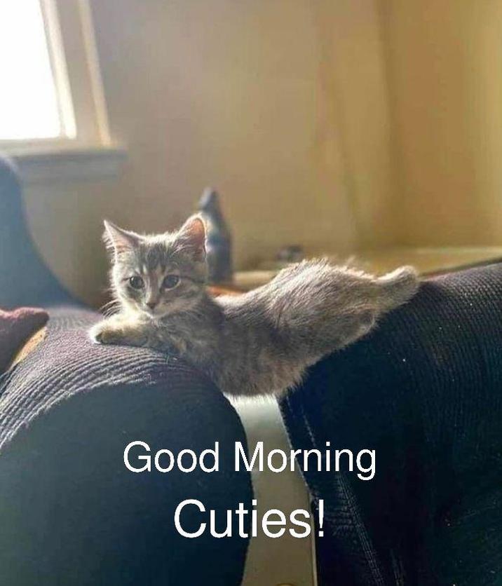 Good Morning Cuties!