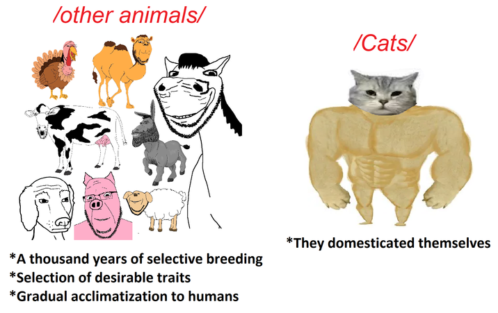 /other animals/ /Cats/ *A thousand years of selective breeding *Selection of desirable traits *Gradual acclimatization to humans *They domesticated themselves