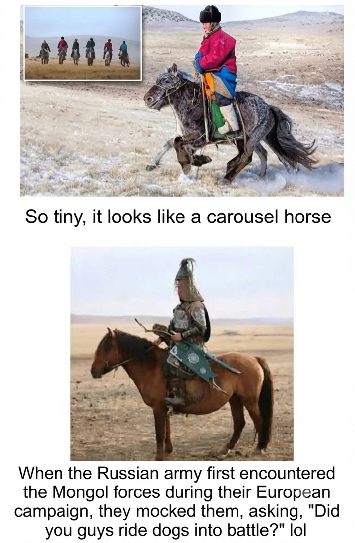 So tiny, it looks like a carousel horse When the Russian army first encountered the Mongol forces during their European campaign, they mocked them, asking, "Did you guys ride dogs into battle?" lol