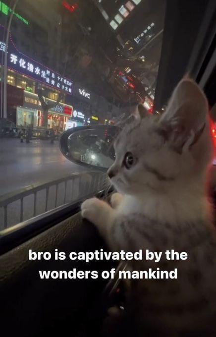 vivc bro is captivated by the wonders of mankind