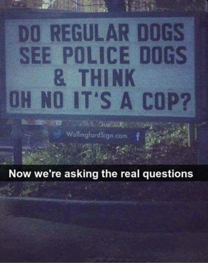 DO REGULAR DOGS SEE POLICE DOGS & THINK OH NO IT'S A COP? WallingfordSign.com f Now we're asking the real questions