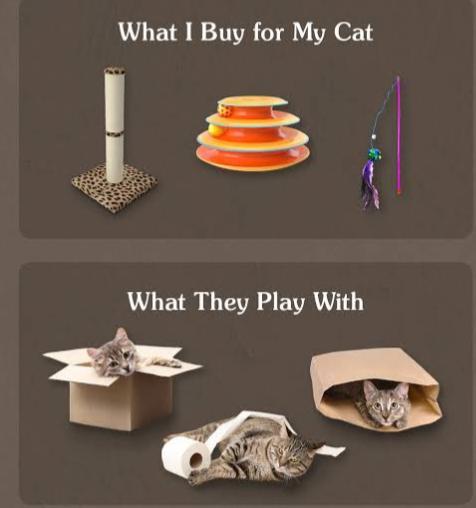 What I Buy for My Cat What They Play With