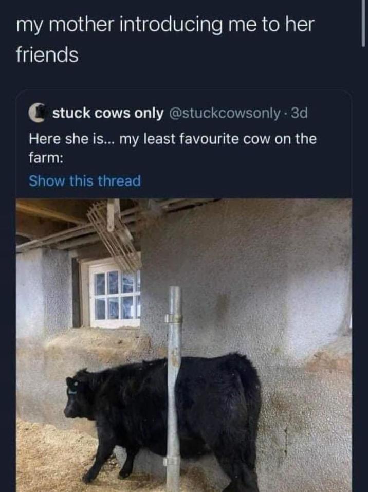 my mother introducing me to her friends stuck cows only @stuckcowsonly-3d Here she is... my least favourite cow on the farm: Show this thread