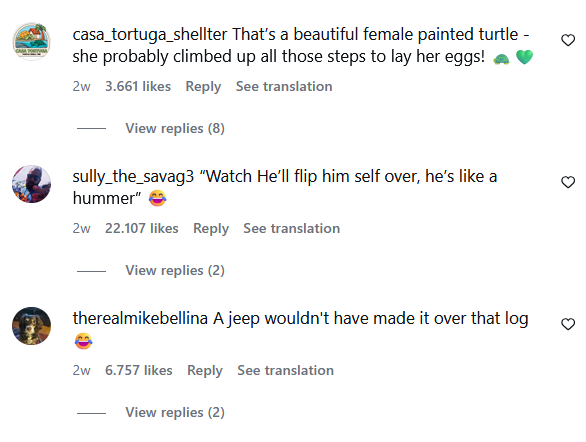 casa_tortuga_shellter That's a beautiful female painted turtle - she probably climbed up all those steps to lay her eggs! 2w 3.661 likes Reply See translation View replies (8) sully_the_savag3 "Watch He'll flip him self over, he's like a hummer" 2w 22.107 likes Reply See translation View replies (2) therealmikebellina A jeep wouldn't have made it over that log 2w 6.757 likes Reply See translation View replies (2) 3