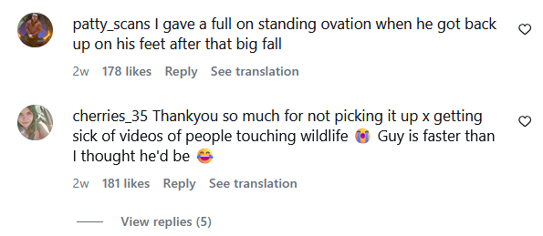 patty_scans I gave a full on standing ovation when he got back up on his feet after that big fall 2w 178 likes Reply See translation cherries_35 Thankyou so much for not picking it up x getting sick of videos of people touching wildlife Guy is faster than I thought he'd be 2w 181 likes Reply See translation View replies (5)