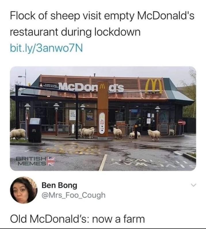 Flock of sheep visit empty McDonald's restaurant during lockdown bit.ly/3anwo7N BRITISH MEMES McDond's Ben Bong @Mrs_Foo_Cough Old McDonald's: now a farm