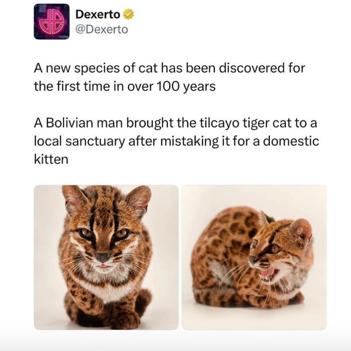 Dexerto @Dexerto A new species of cat has been discovered for the first time in over 100 years A Bolivian man brought the tilcayo tiger cat to a local sanctuary after mistaking it for a domestic kitten