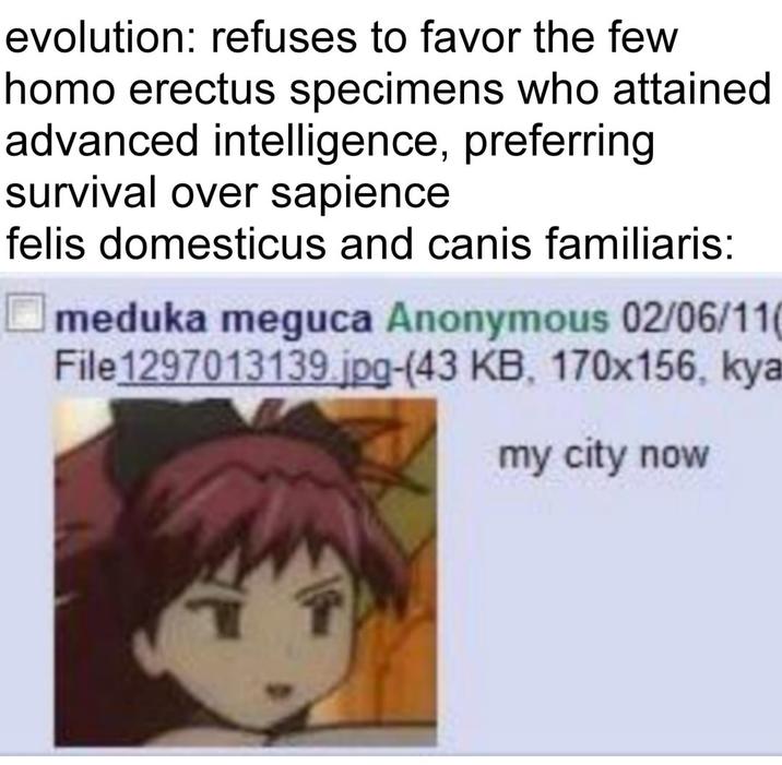 evolution: refuses to favor the few h--- erectus specimens who attained advanced intelligence, preferring survival over sapience felis domesticus and canis familiaris: meduka meguca Anonymous 02/06/110 File 1297013139.jpg-(43 KB, 170x156, kya my city now