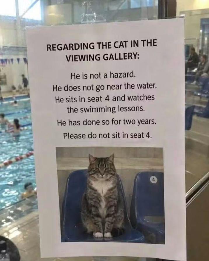 REGARDING THE CAT IN THE VIEWING GALLERY: He is not a hazard. He does not go near the water. He sits in seat 4 and watches the swimming lessons. He has done so for two years. Please do not sit in seat 4.