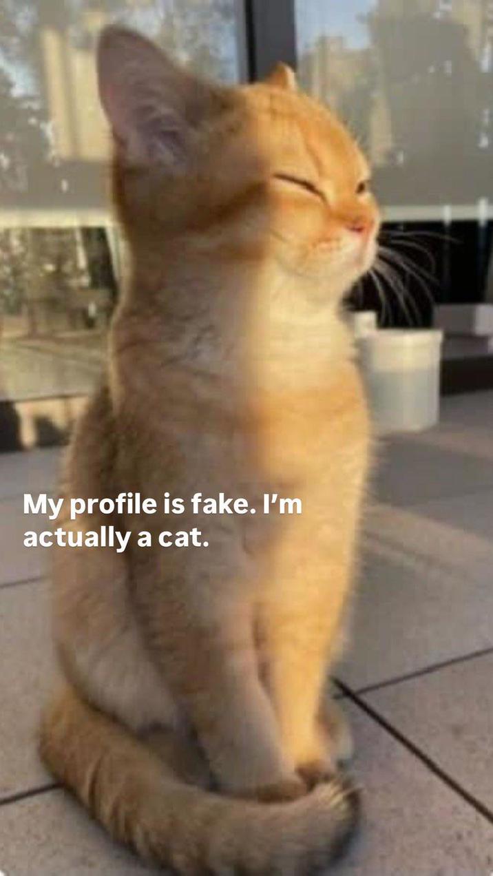My profile is fake. I'm actually a cat.