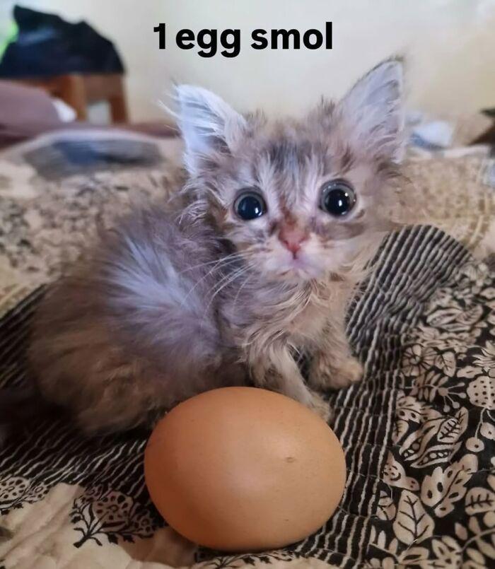 1 egg smol
