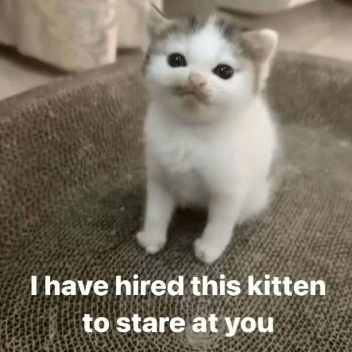 I have hired this kitten to stare at you