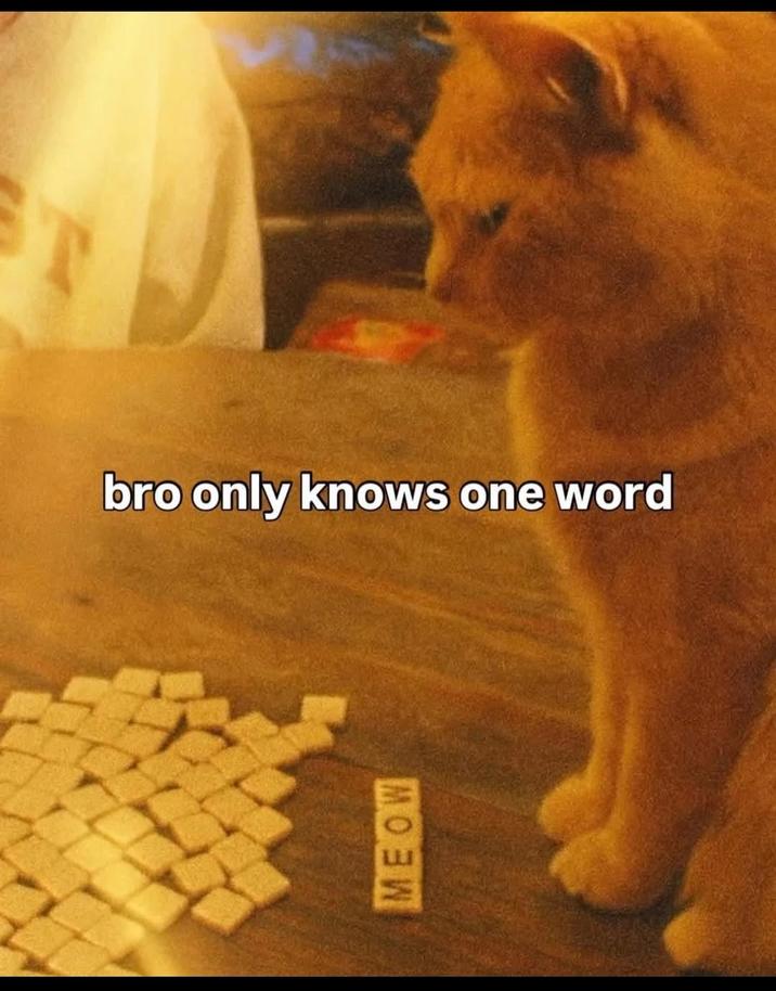 T bro only knows one word MEOW