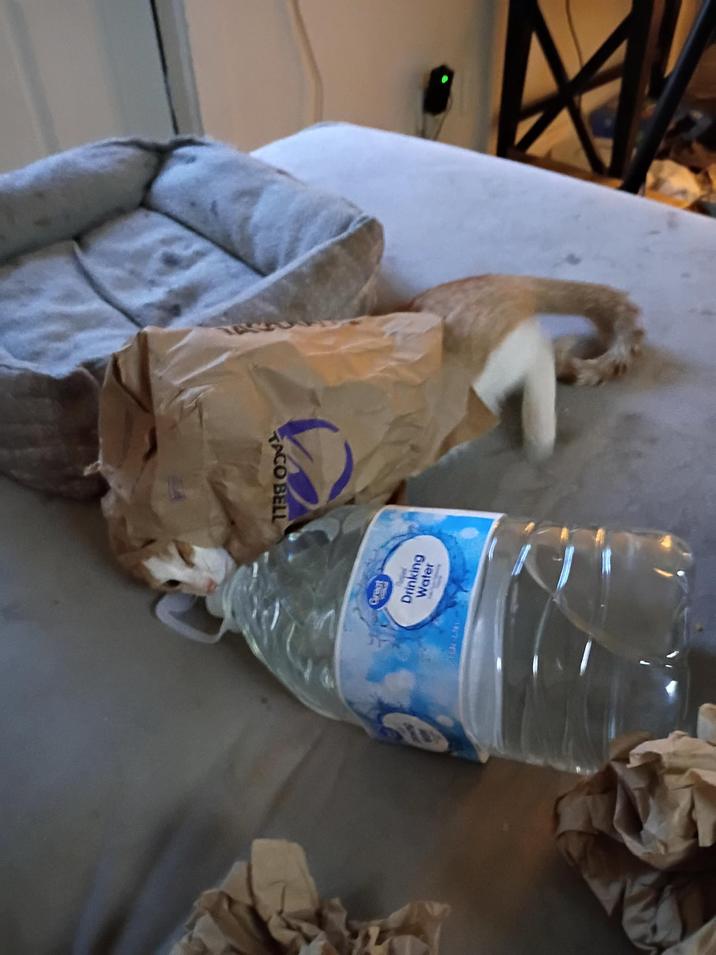 TACO BELL Water Drinking Thero INT NOC