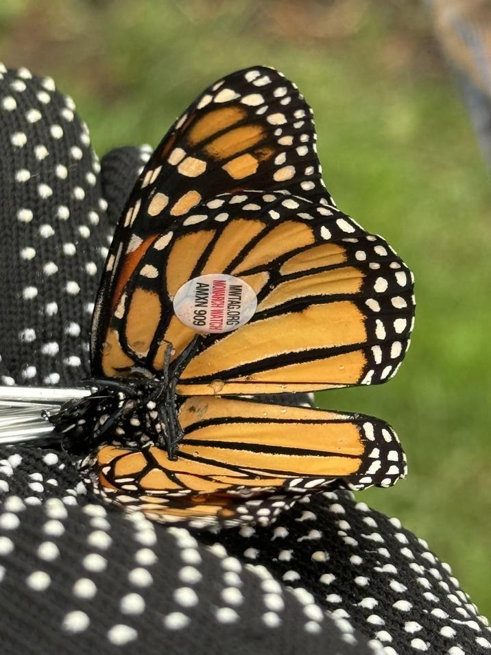 MWTAG.ORG MONARCH WATCH AMXN 909