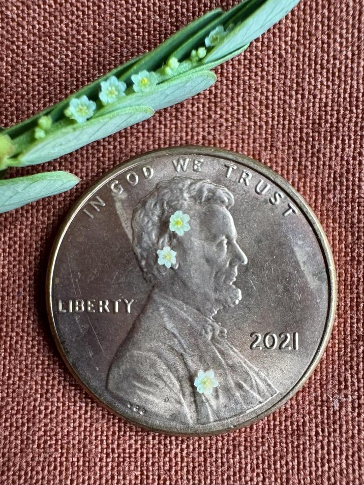 IN GOD WE TRUST LIBERTY 2021