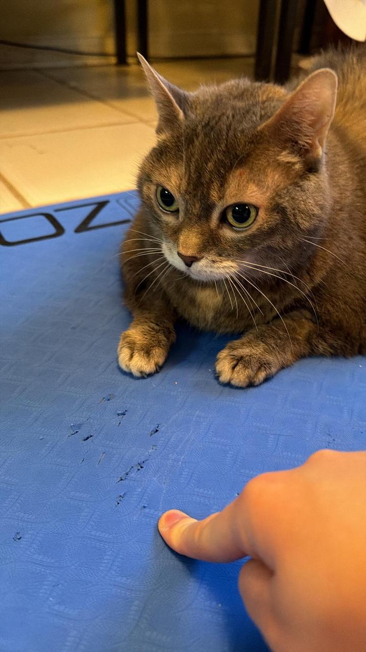 心