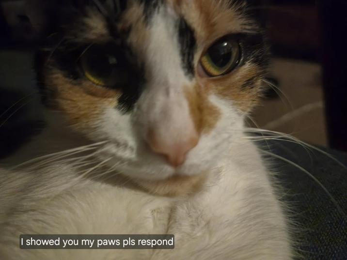 I showed you my paws pls respond
