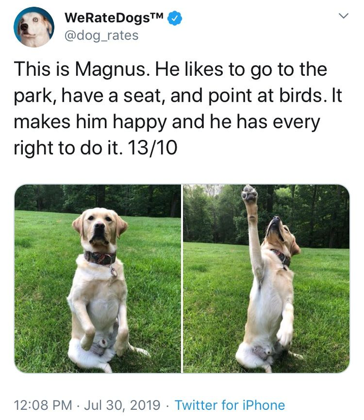 WeRateDogs™ @dog_rates This is Magnus. He likes to go to the park, have a seat, and point at birds. It makes him happy and he has every right to do it. 13/10 12:08 PM Jul 30, 2019 Twitter for iPhone