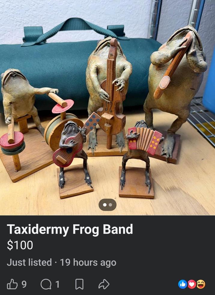 Taxidermy Frog Band $100 Just listed ⚫ 19 hours ago 9 Q1