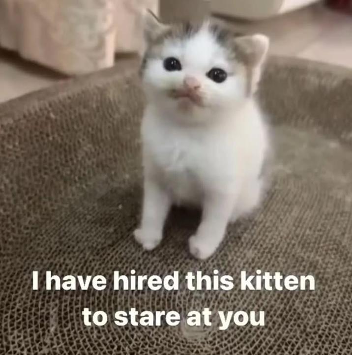 I have hired this kitten to stare at you