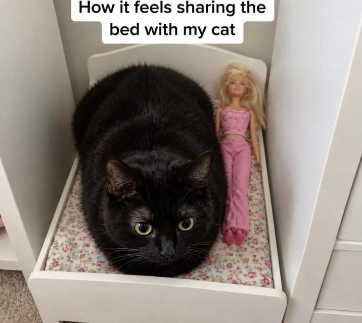 How it feels sharing the bed with my cat