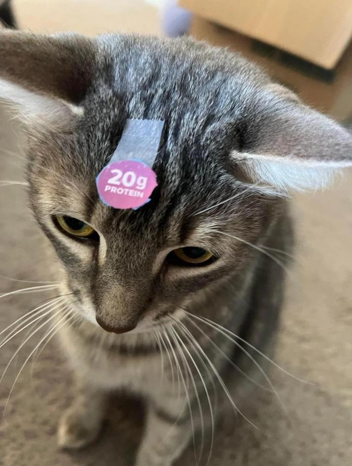 209 PROTEIN