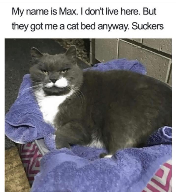 My name is Max. I don't live here. But they got me a cat bed anyway. Suckers ப