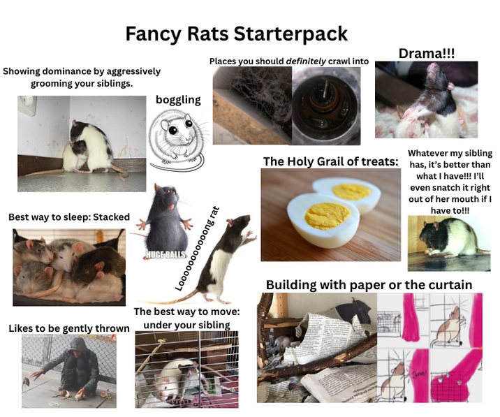 Fancy Rats Starterpack Showing dominance by aggressively grooming your siblings. boggling Best way to sleep: Stacked Looooooooooong rat HUGE BALLS Drama!!! Places you should definitely crawl into Whatever my sibling The Holy Grail of treats: has, it's better than what I have!!! I'll even snatch it right out of her mouth if I have to!!! The best way to move: Likes to be gently thrown under your sibling Building with paper or the curtain