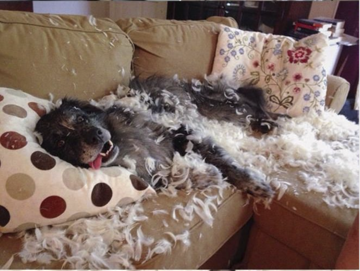 It just exploded | Animals Being Jerks | Know Your Meme
