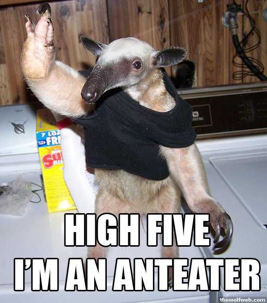[Image - 738] | I'm an Anteater!!! | Know Your Meme