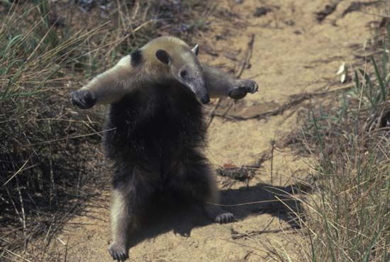 [Image - 749] | I'm an Anteater!!! | Know Your Meme