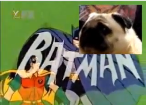 [Image - 61318] | Batman Pug | Know Your Meme