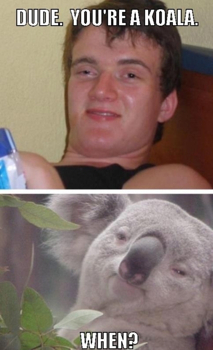 Dude You re A Koala 10 Guy Know Your Meme